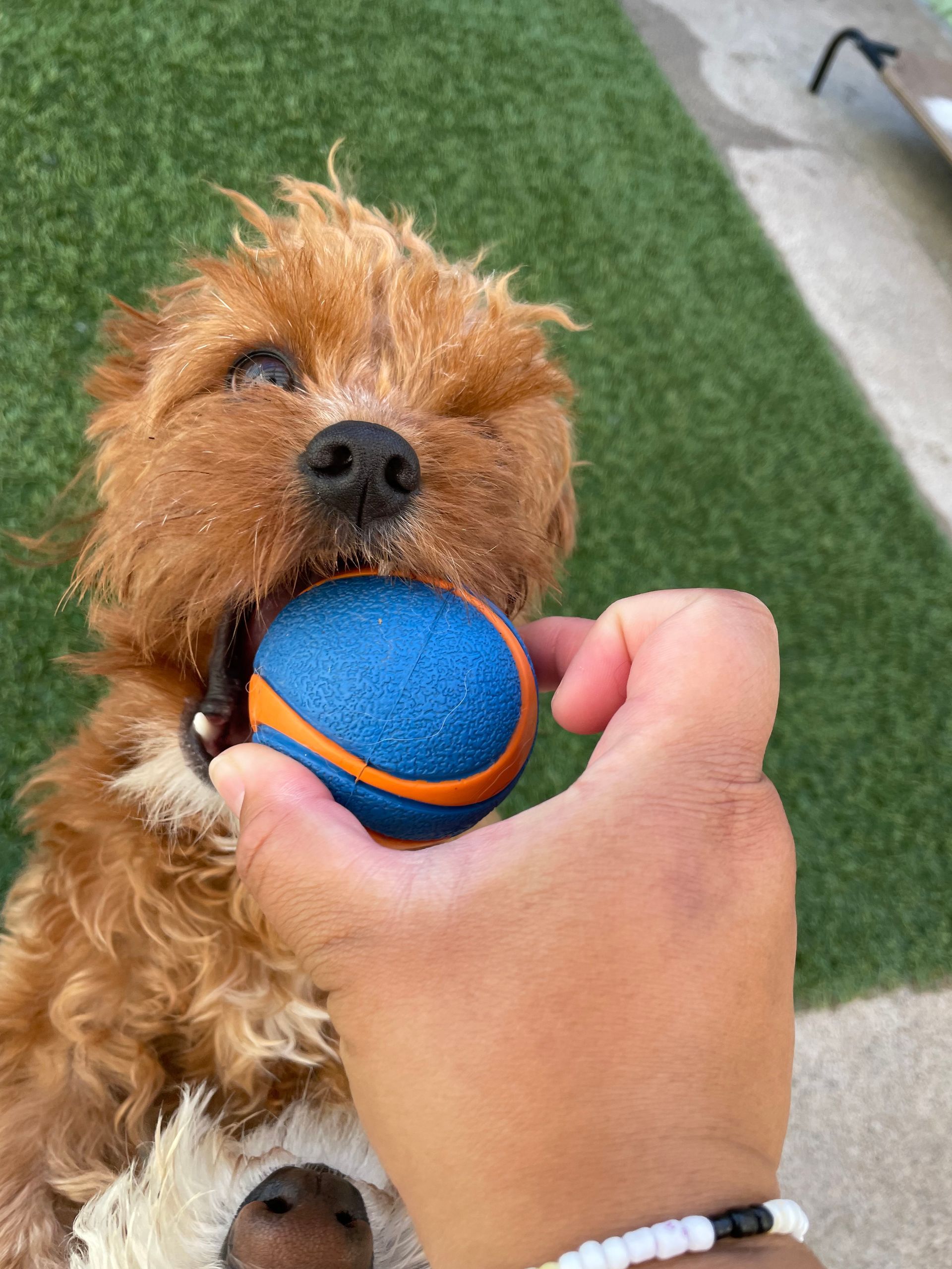 A person is holding a blue ball in a dog 's mouth.