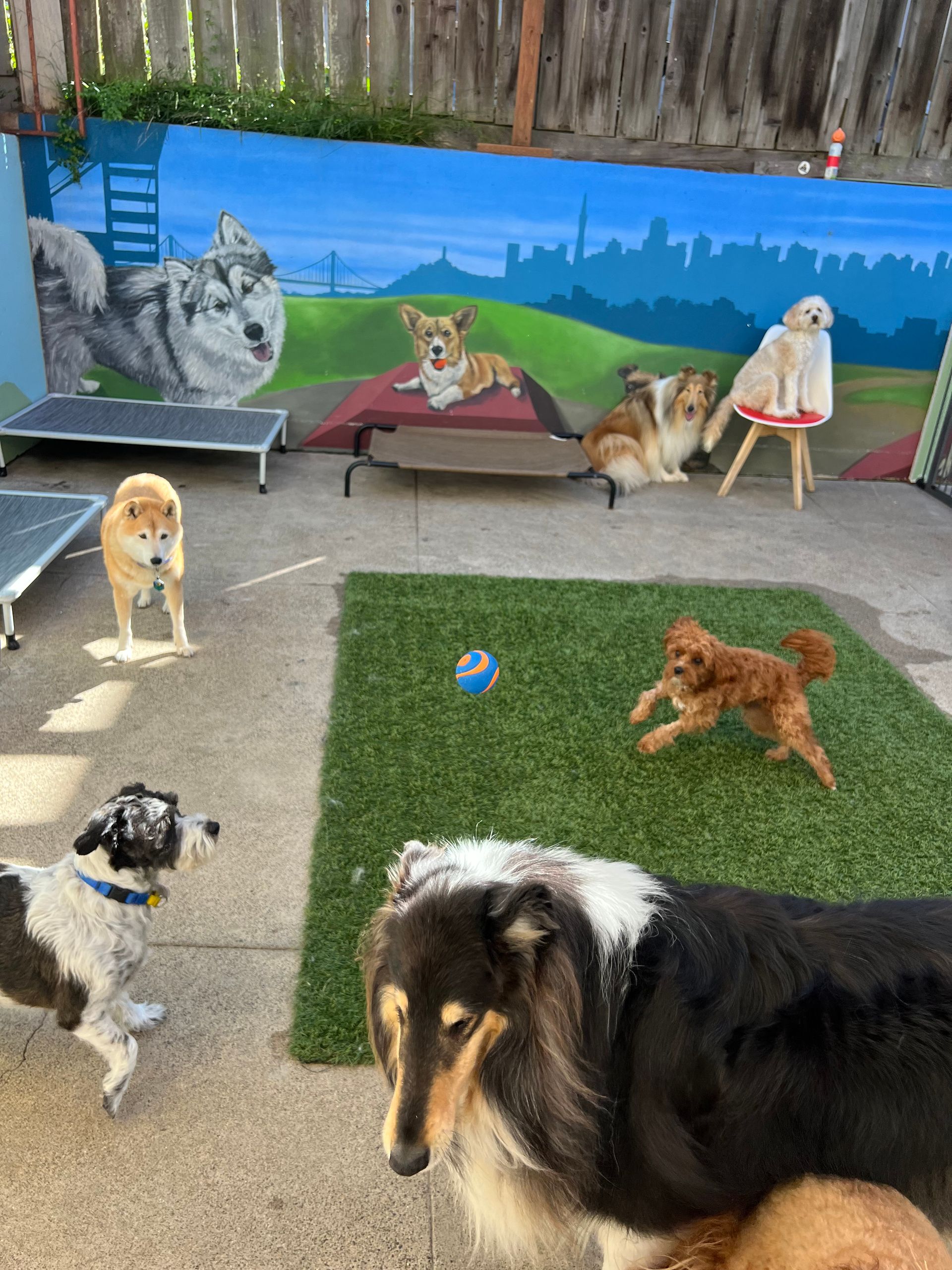 A group of dogs are playing in a yard with a mural on the wall.
