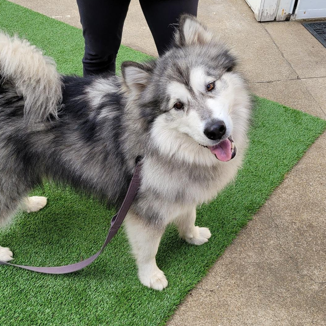 closeup portrait of a husky dog