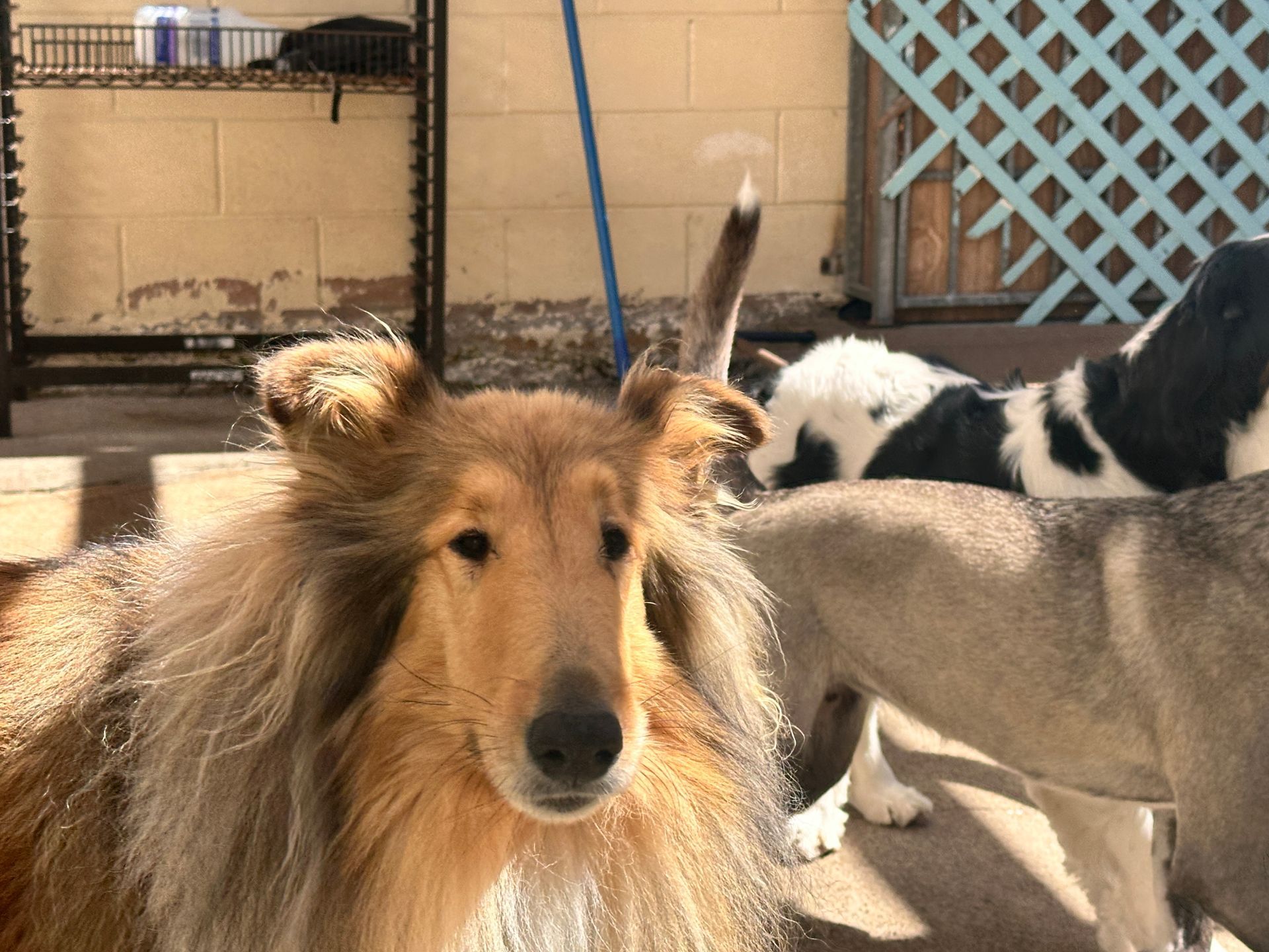 A group of dogs are standing around looking at the camera