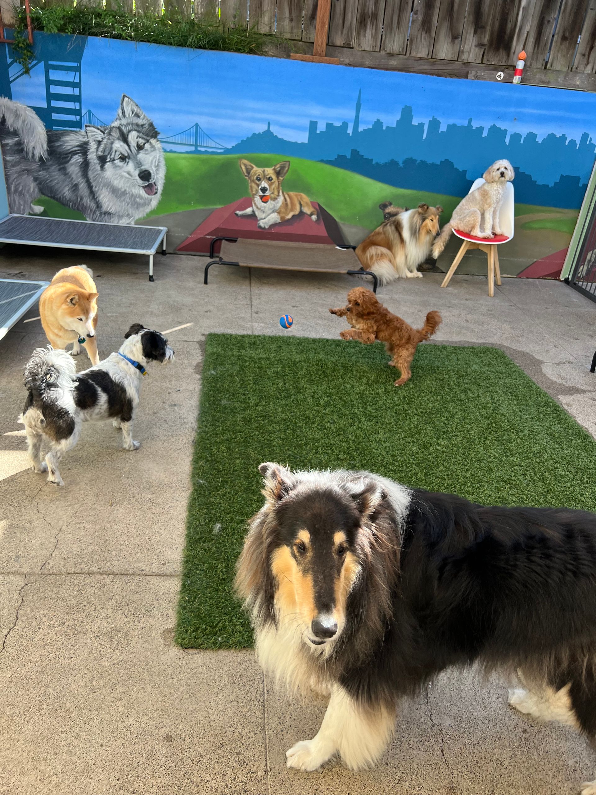 A group of dogs are playing in a yard with a mural of dogs on the wall.