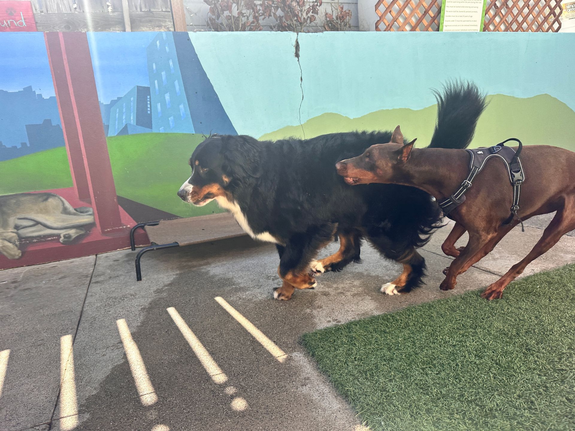 Two dogs are playing in front of a mural on a wall.