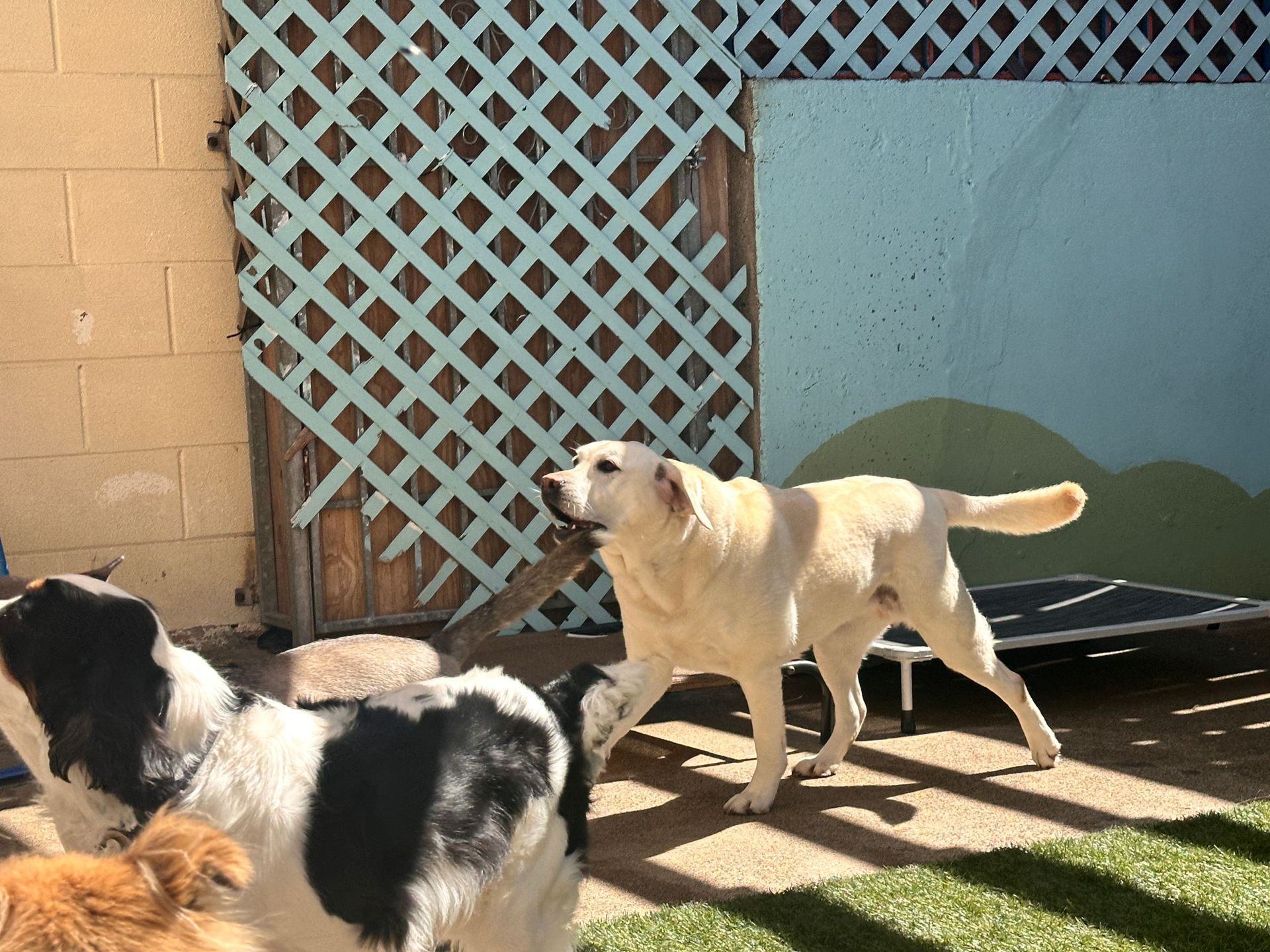 A group of dogs are playing in a yard.