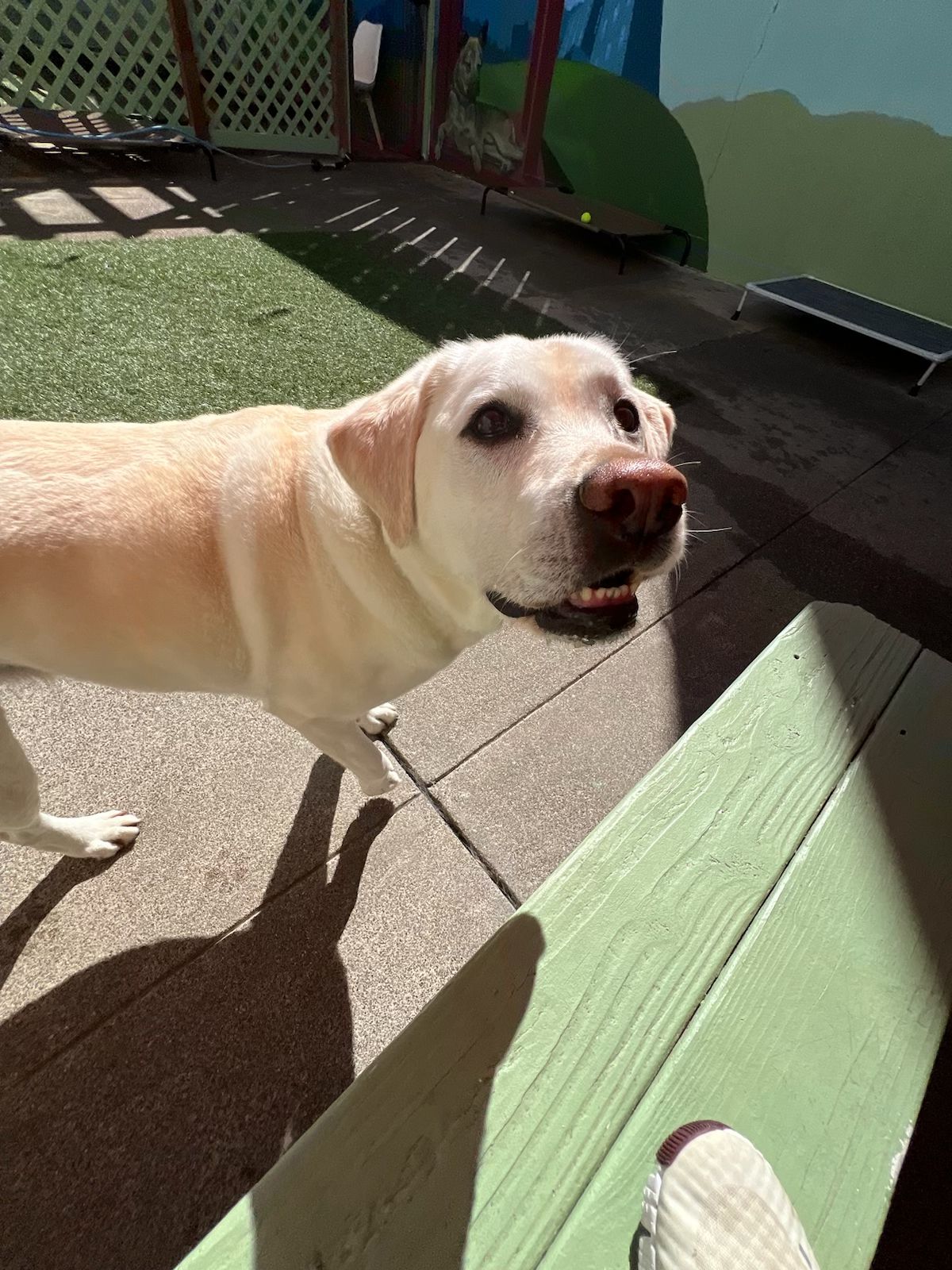 A yellow dog is standing next to a green bench