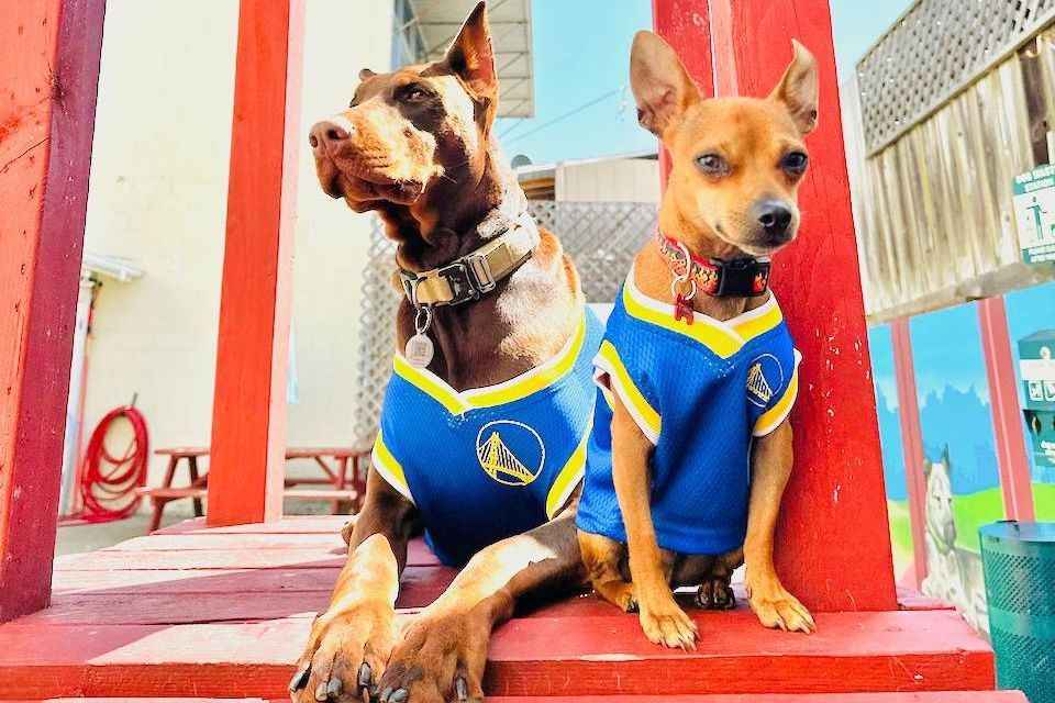 Two dogs wearing blue Golden State Warriors shirts, posing on a red-painted deck. A Doberman Pinscher and a Chihuahua.