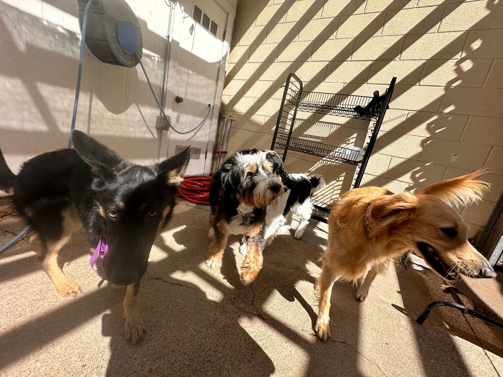 Three dogs are standing next to each other on a porch.