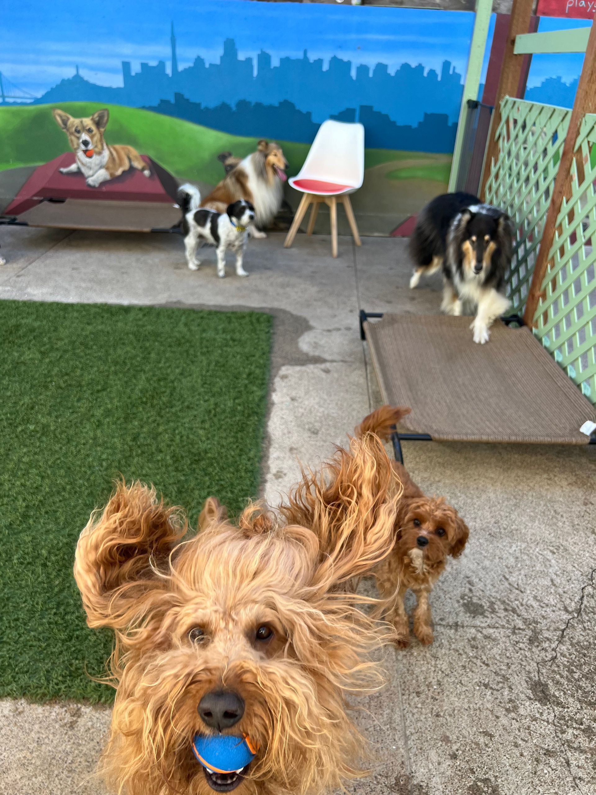 A group of dogs are standing in a yard looking at the camera.