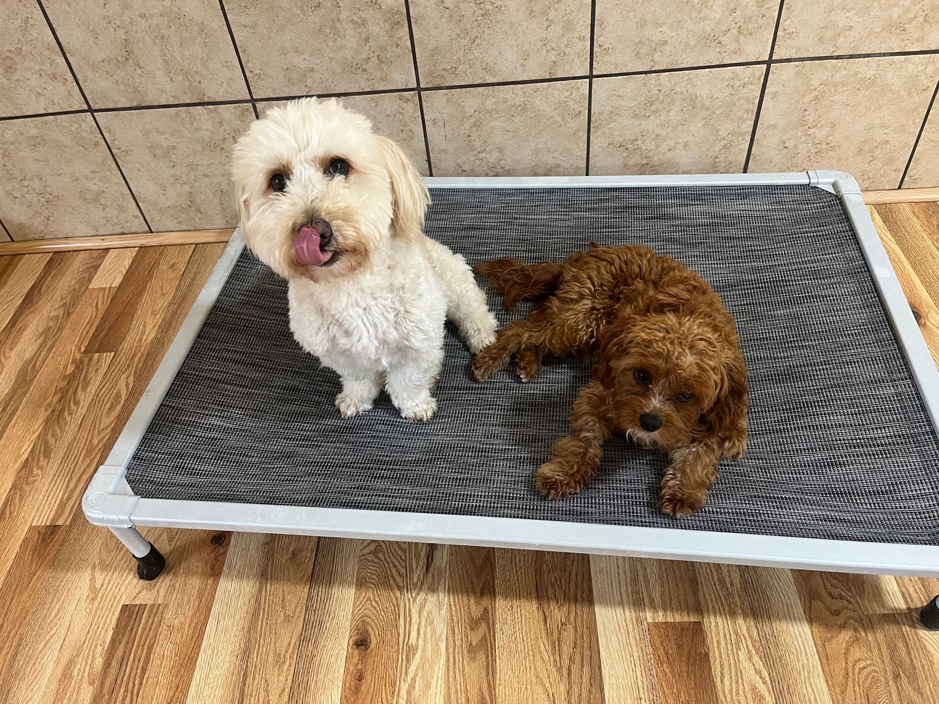 Two small dogs are sitting on a dog bed.