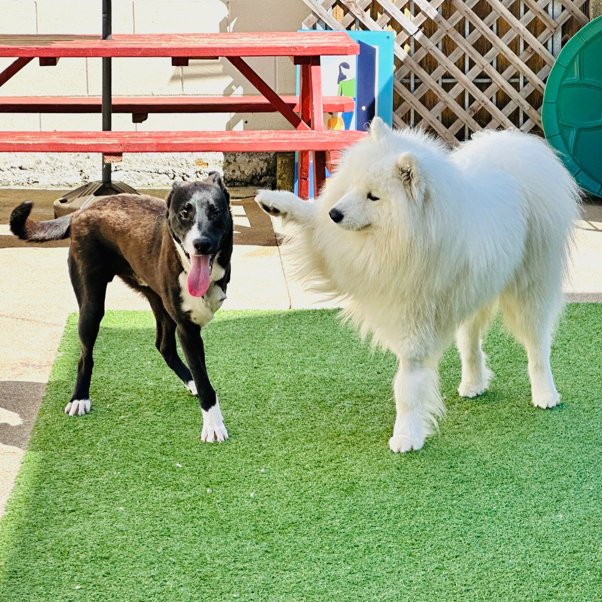 Dog Daycare & Play Center San Francisco, CA Expert Pet
