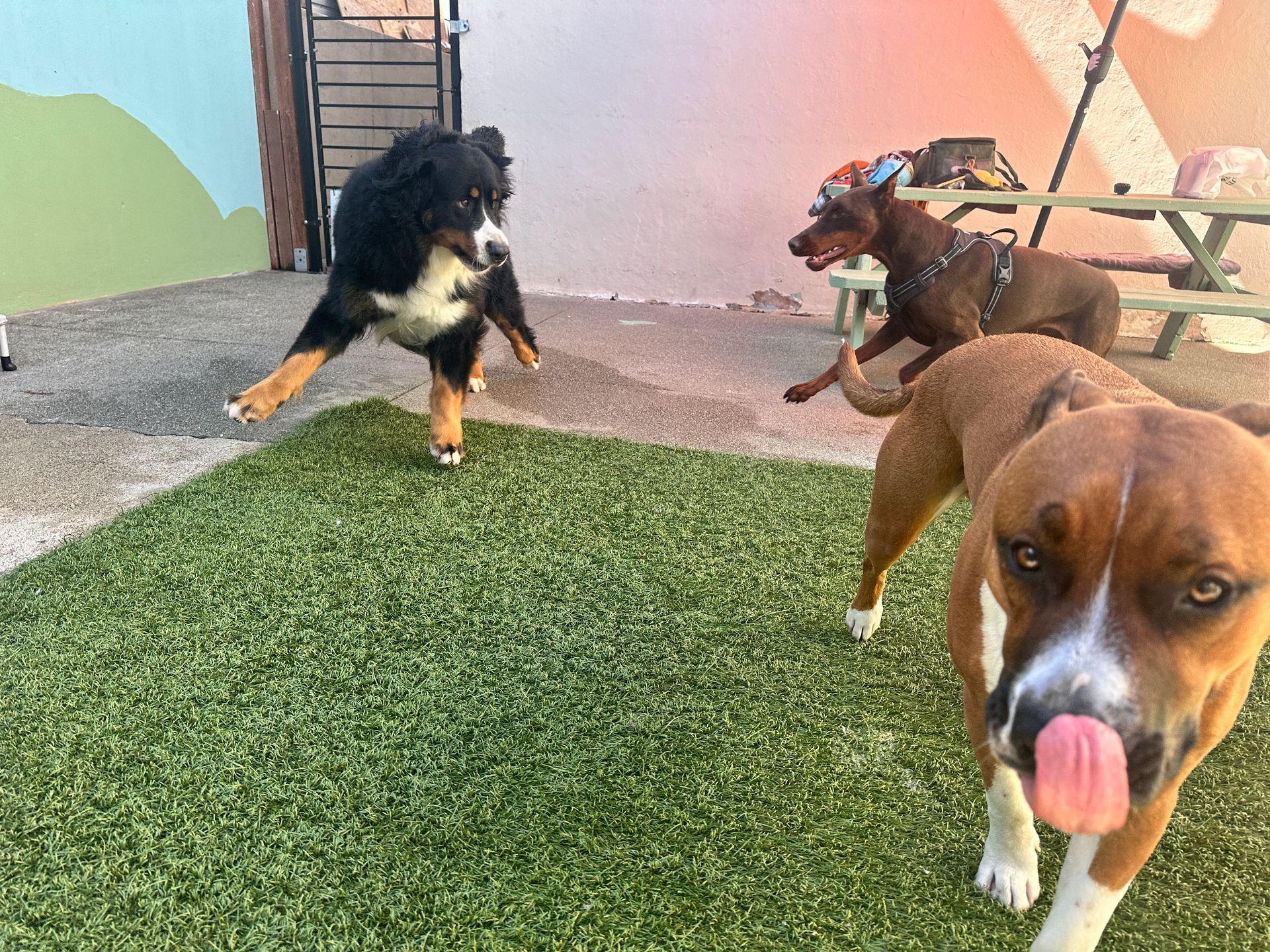 A group of dogs are standing on top of a lush green field.