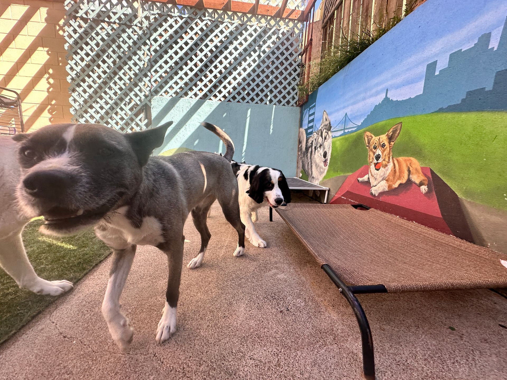 A group of dogs standing next to each other in a yard.