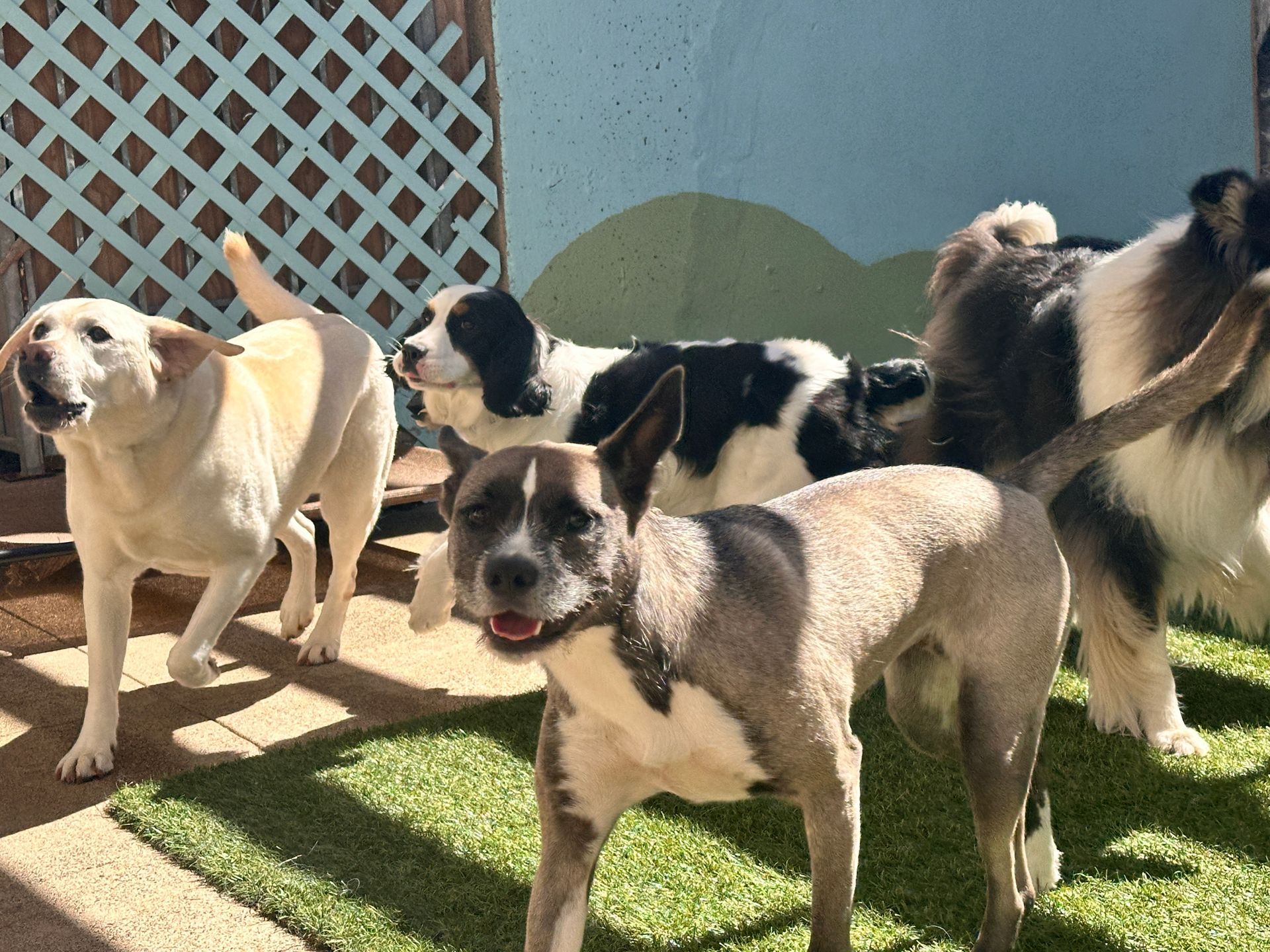 A group of dogs standing on top of a lush green field.