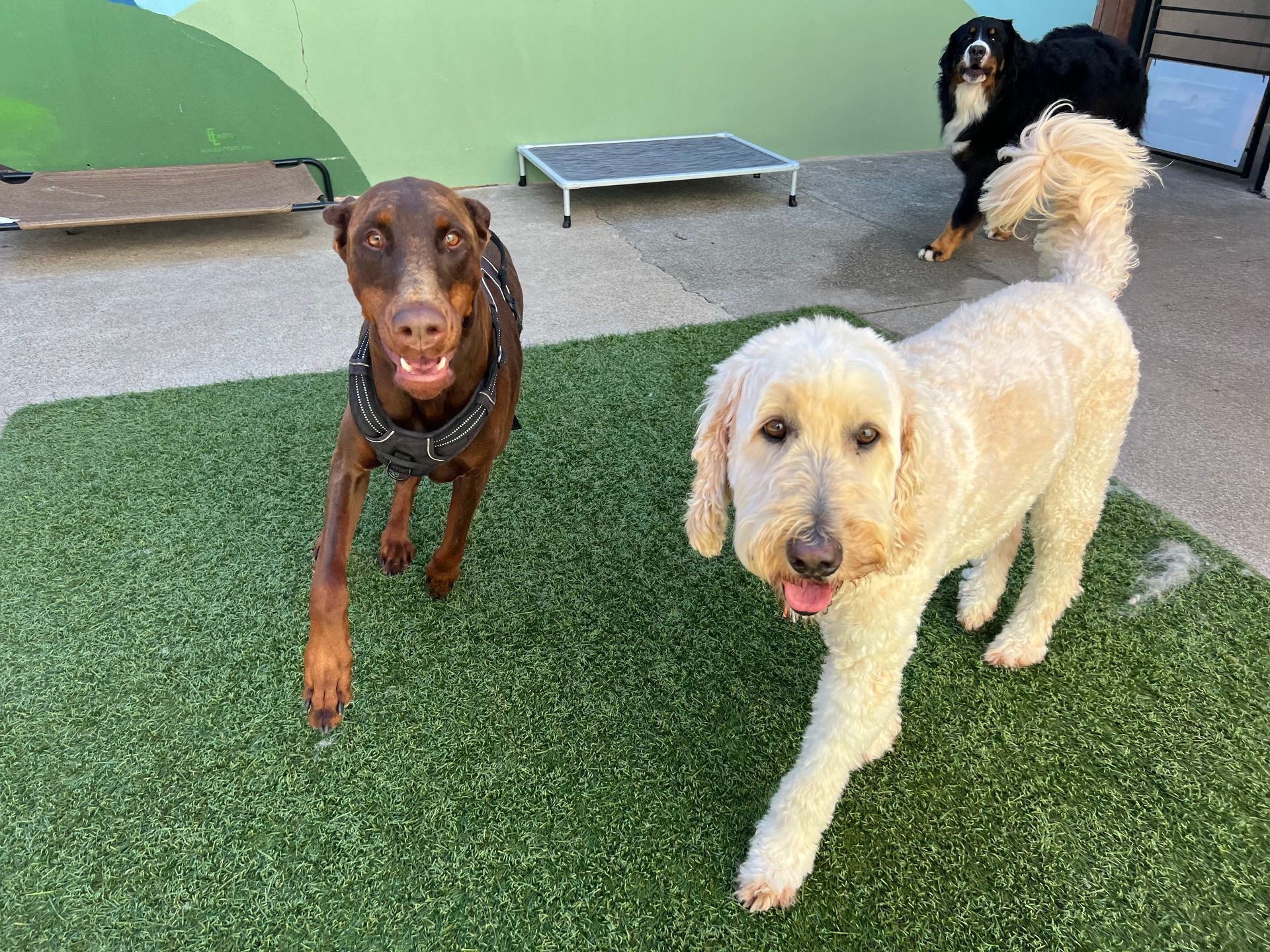 Two dogs are standing next to each other on a lush green field.