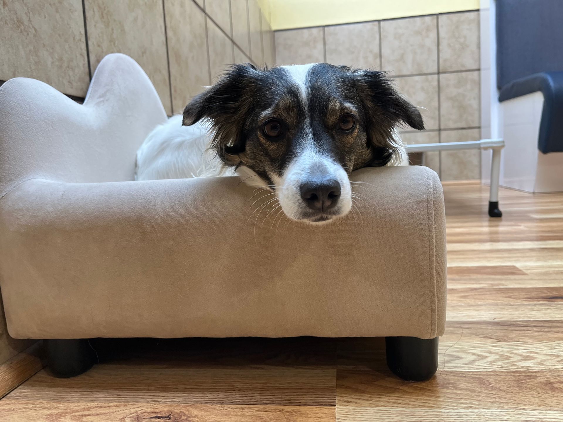 A brown and white dog is laying in a small dog bed.