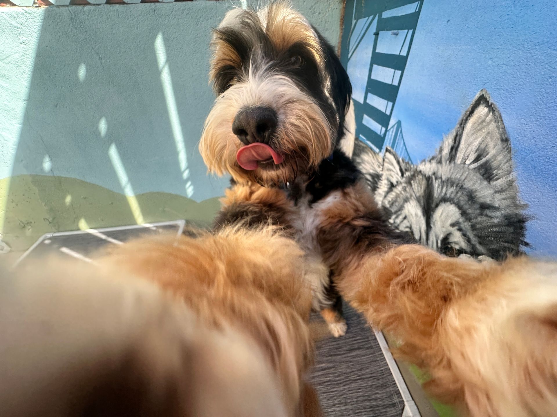 A small dog is taking a selfie with its tongue out.