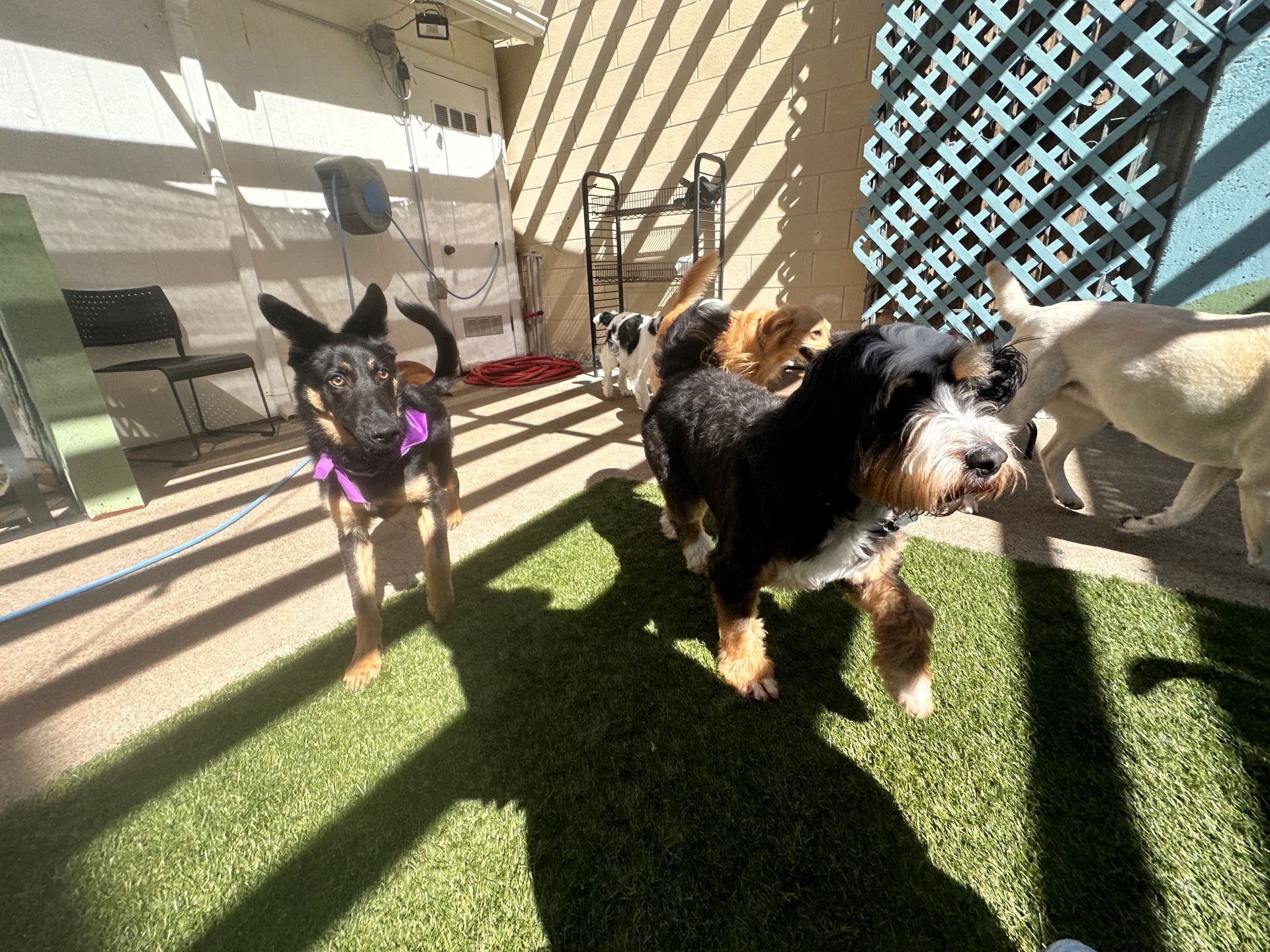 A group of dogs are standing on top of a lush green lawn.