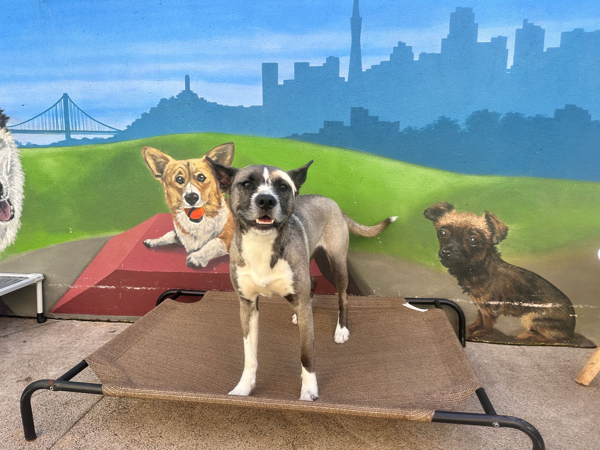 Three dogs are standing next to each other in front of a mural of a city.