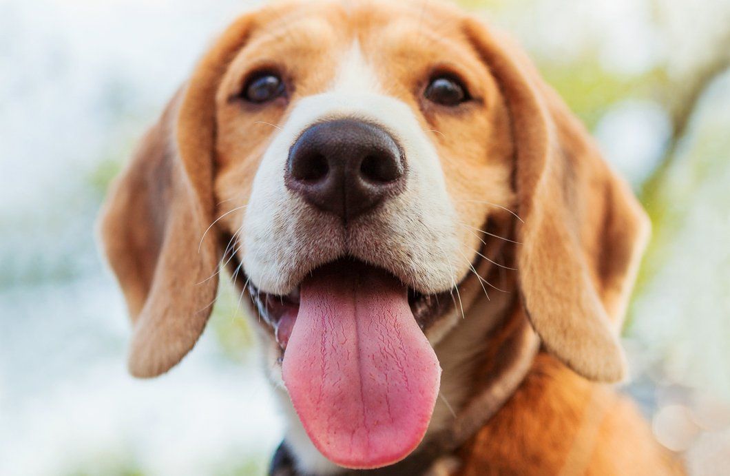 Close up shot of a Beagle puppy - Dog Grooming Ocean Ave San Francisco