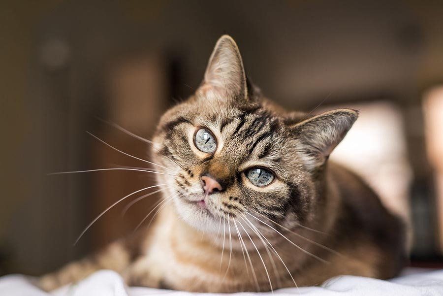 Closeup portrait of a cat