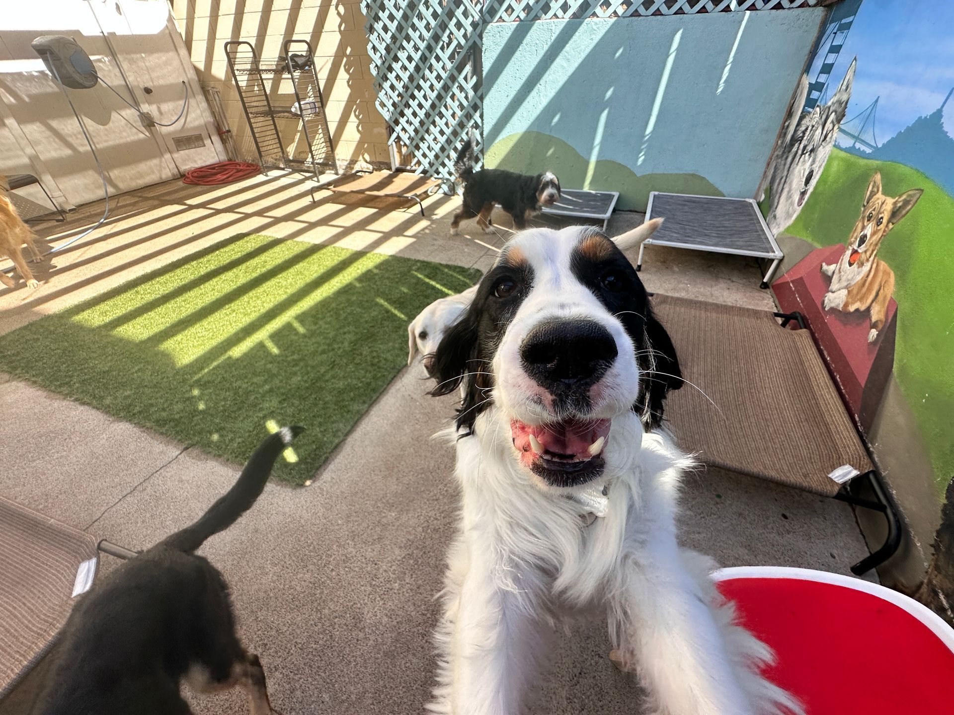 A black and white dog is standing next to a red bucket.