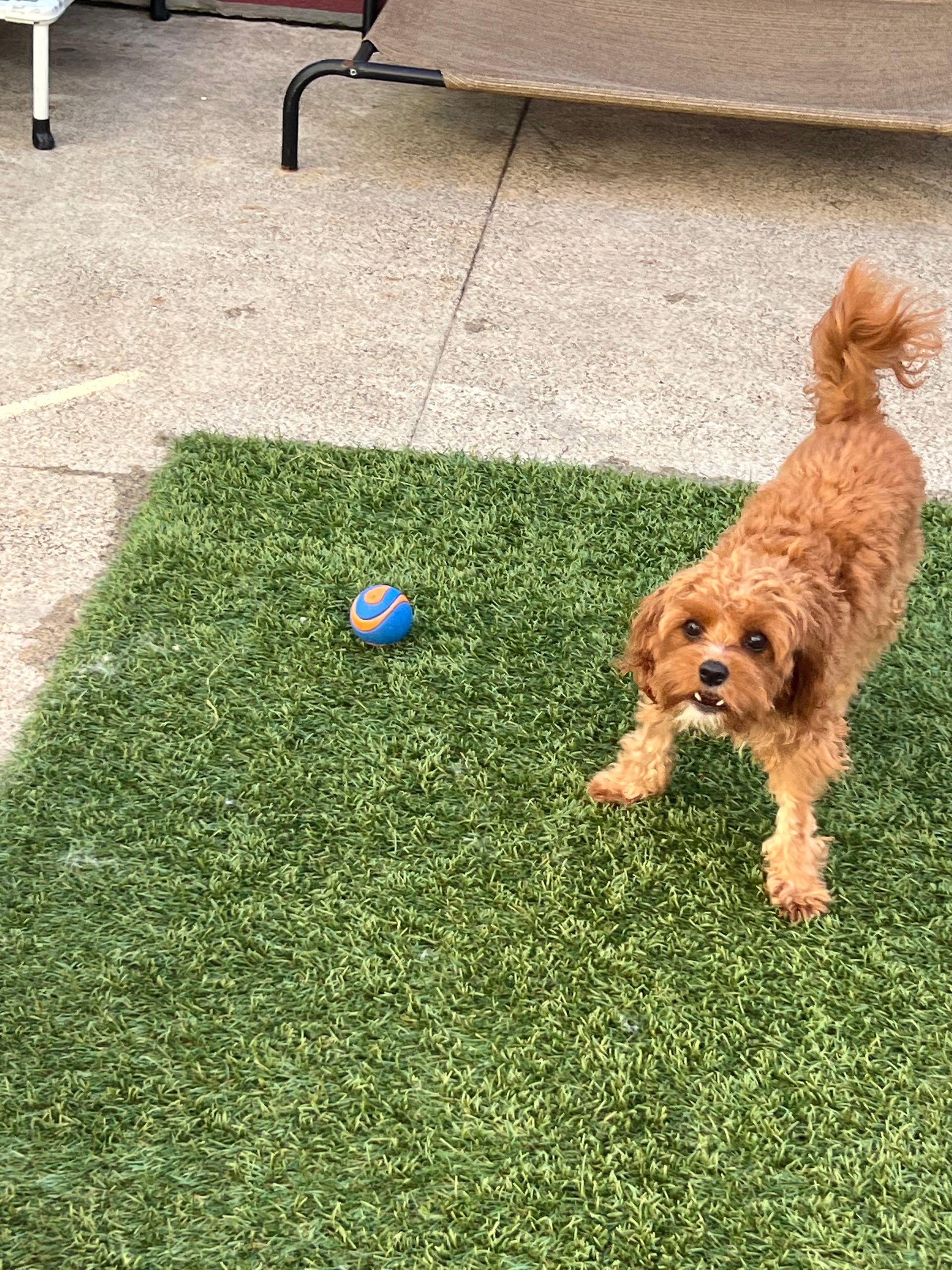 A small brown dog is standing on a green rug next to a blue ball.