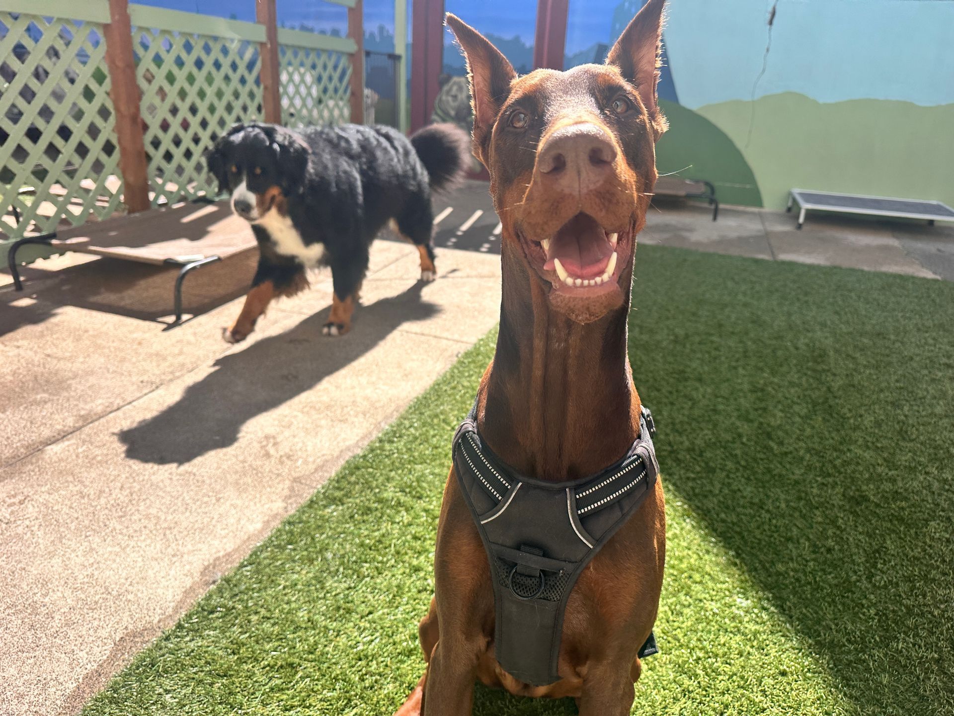 A brown dog wearing a harness is sitting on the grass.