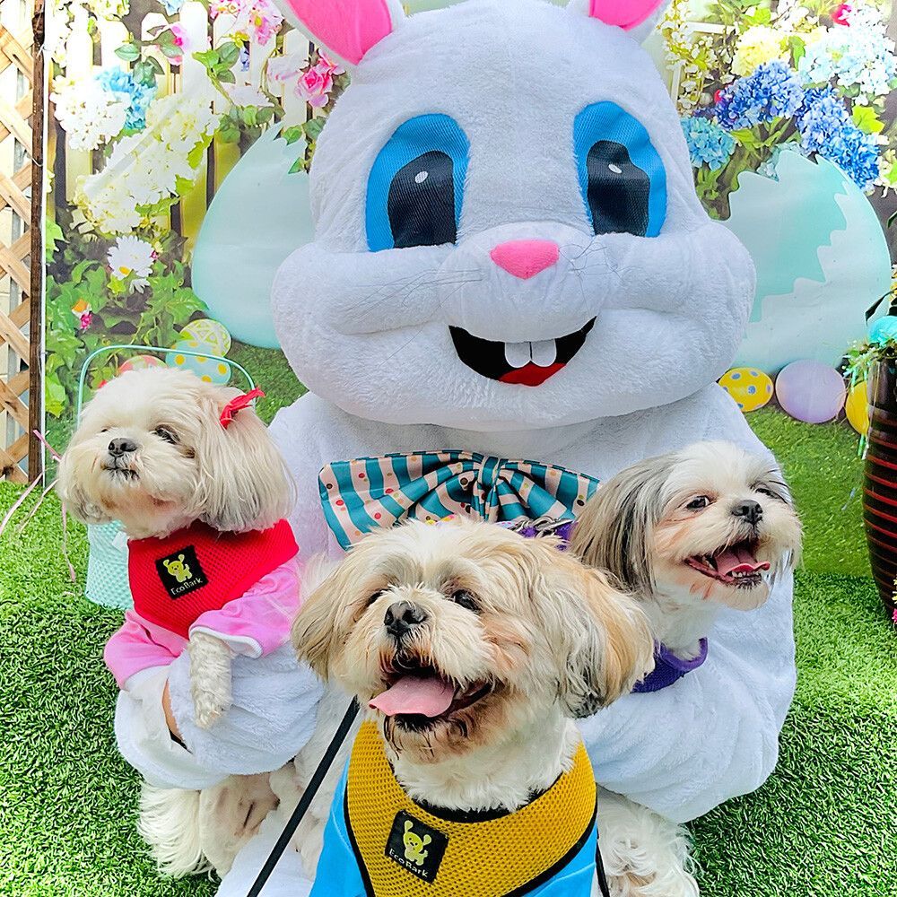 A bunny mascot is holding two small dogs in his arms
