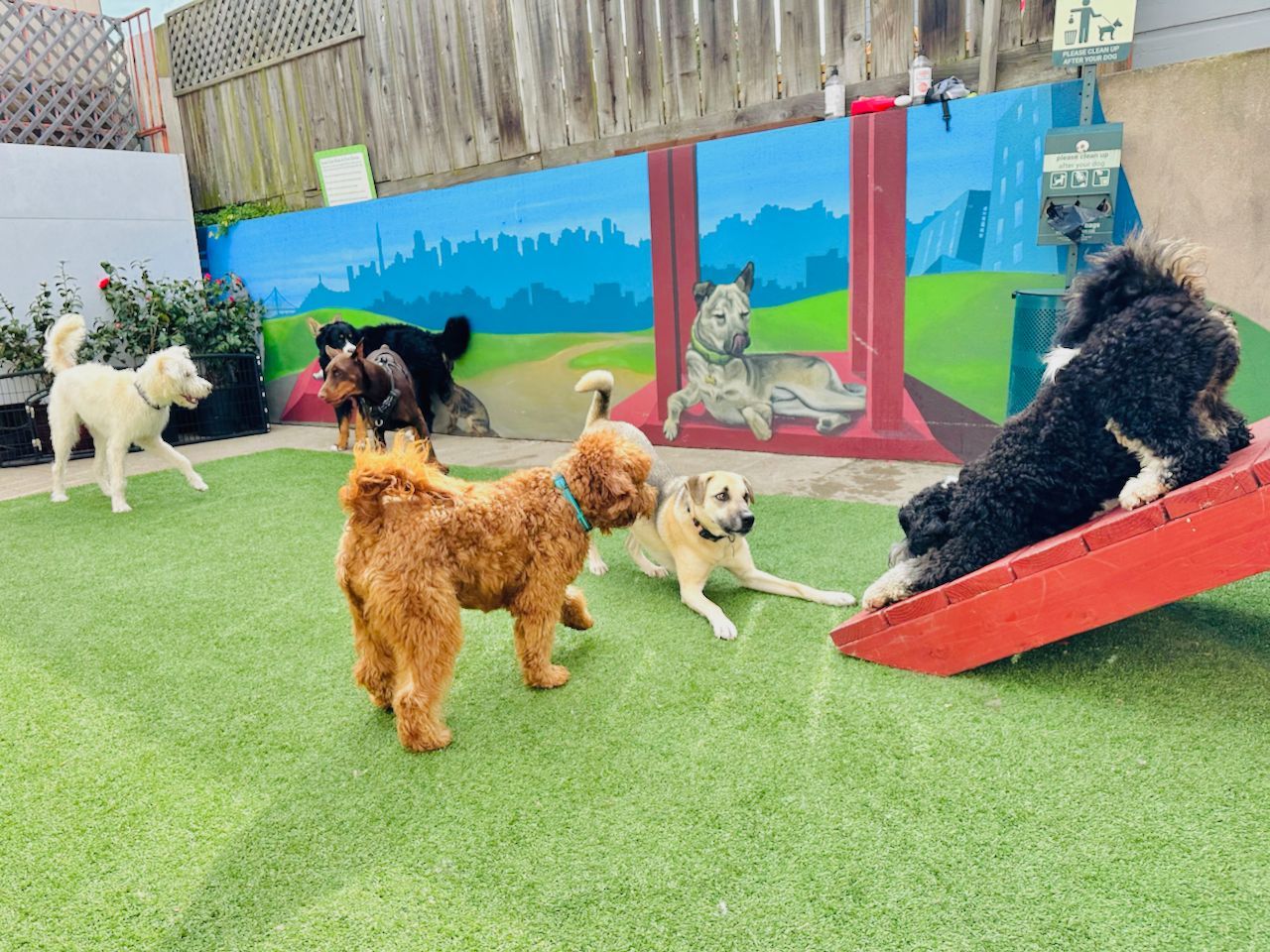 Dogs having fun at the Expert Pet Doggy Daycare