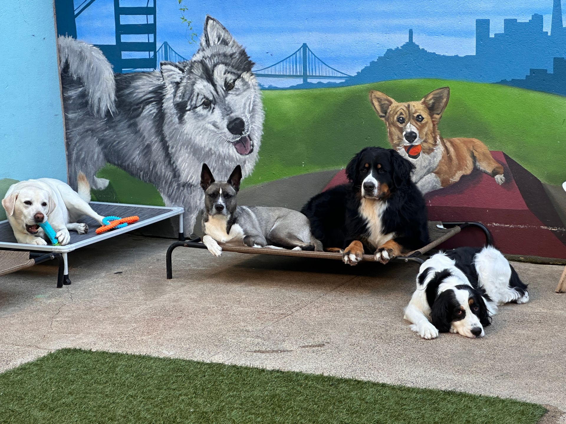 A group of dogs are sitting in front of a mural of a wolf.