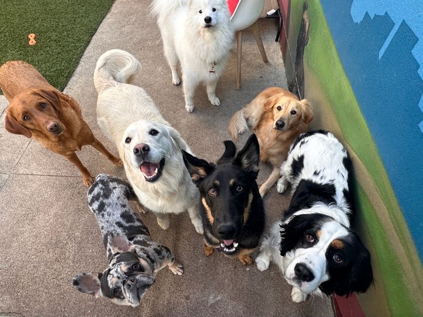 A group of dogs are standing next to each other on a sidewalk.