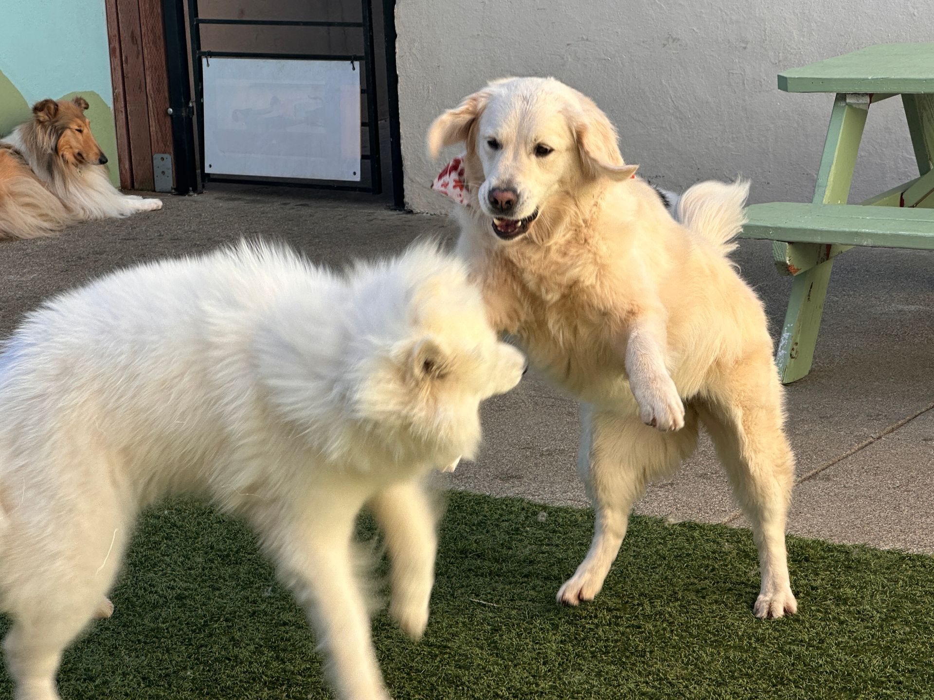Two white dogs are standing next to each other on the grass.