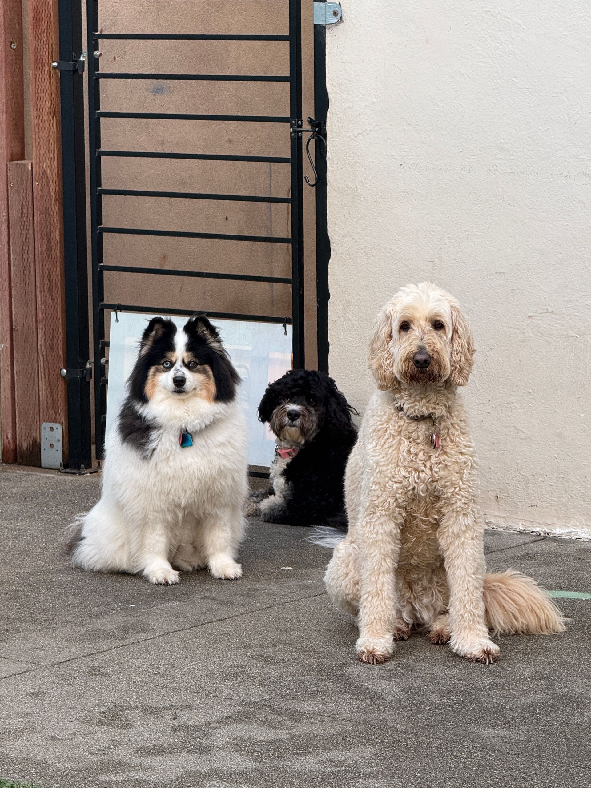 Three dogs are sitting next to each other on the sidewalk.