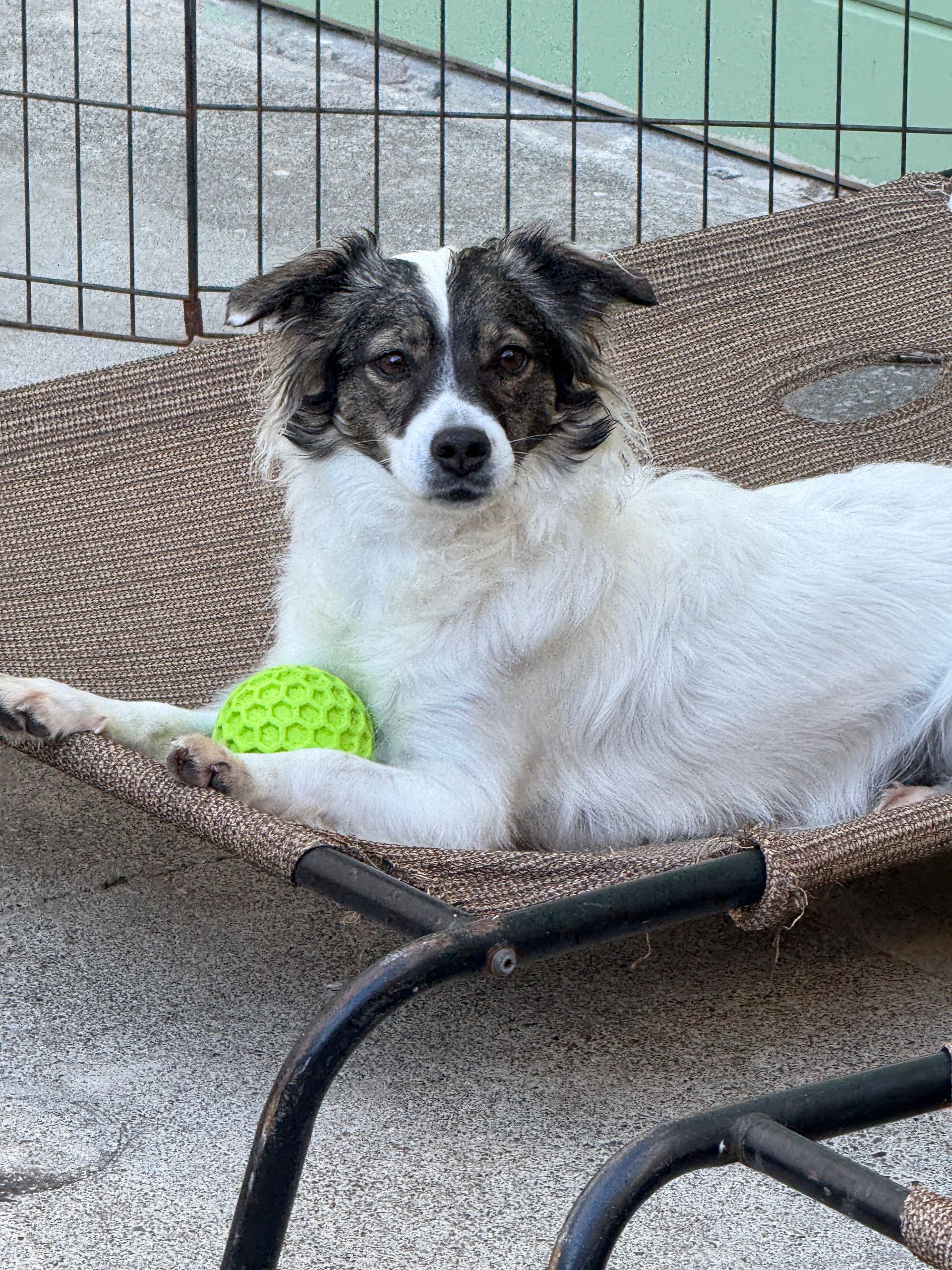 A black and white dog is laying on a wicker bed with a tennis ball.