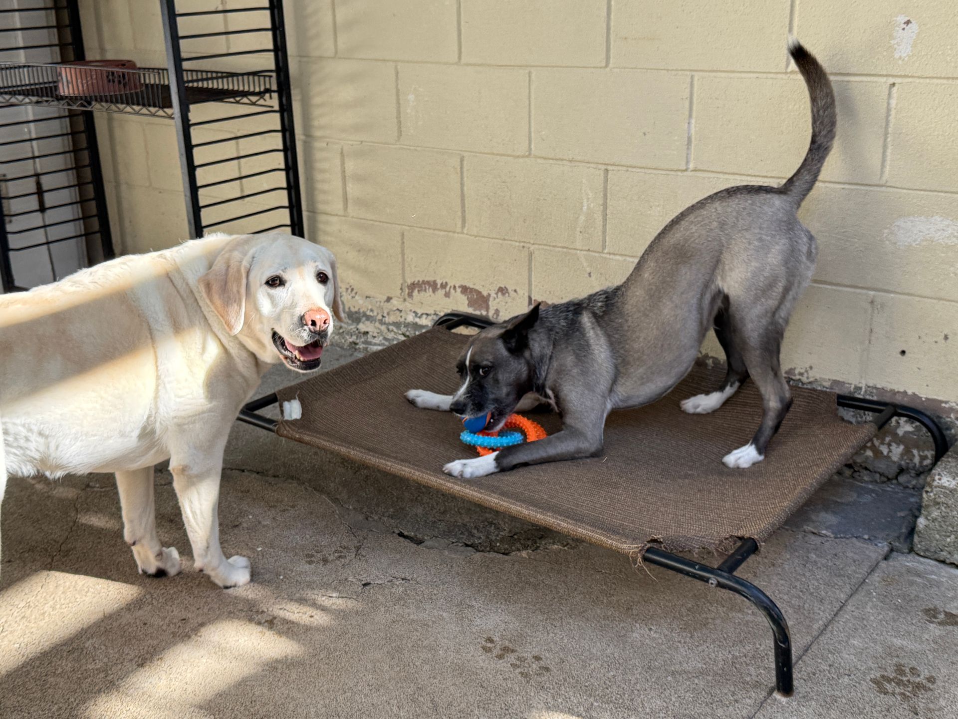 Two dogs are playing with a toy on a bed.