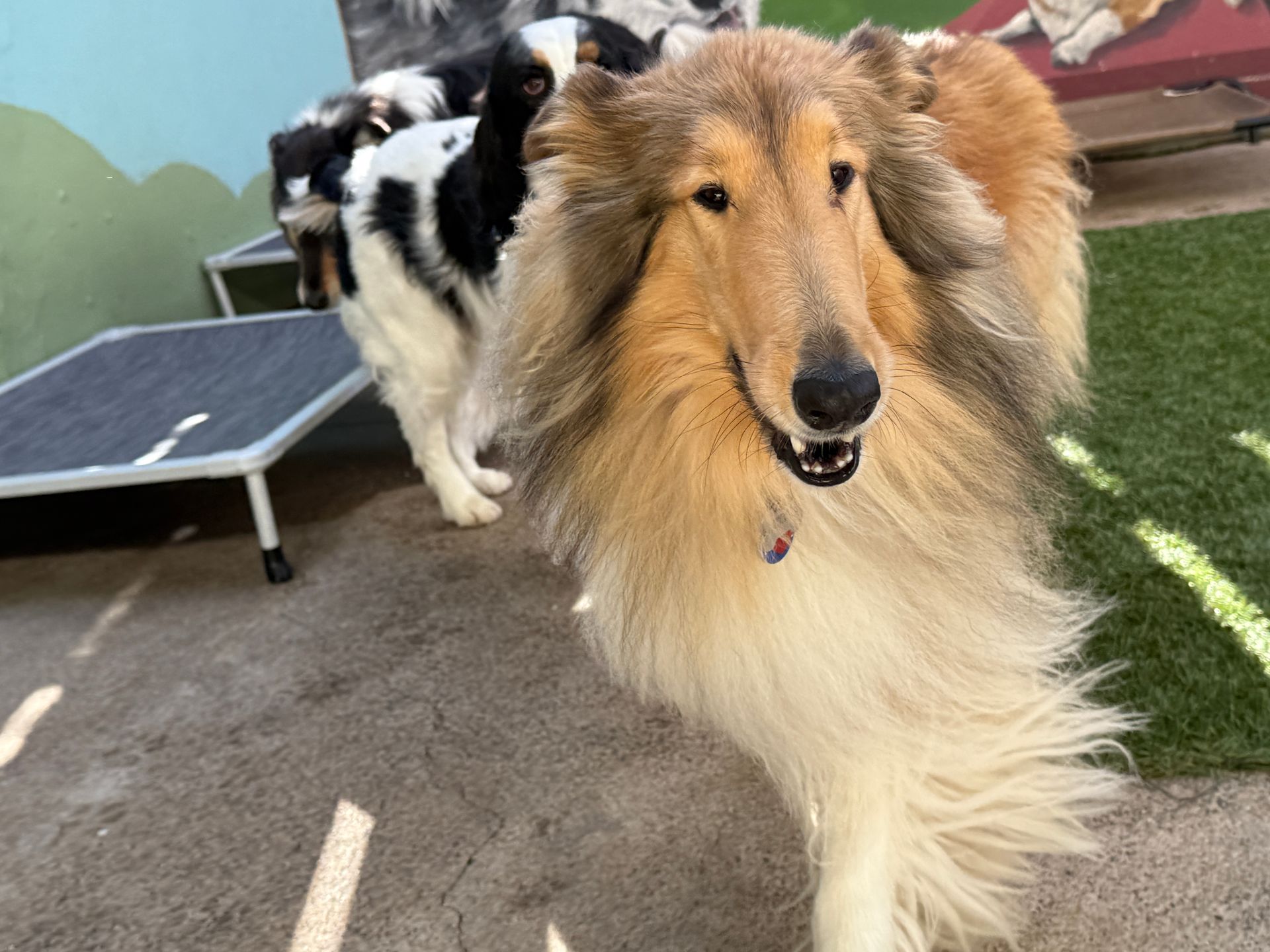 A group of dogs are standing next to each other in a yard.