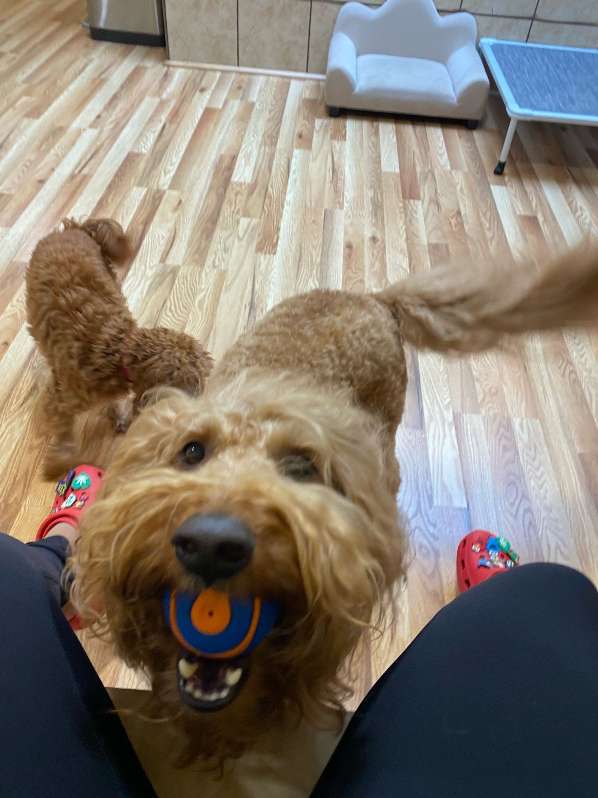 A dog with a blue ball in its mouth