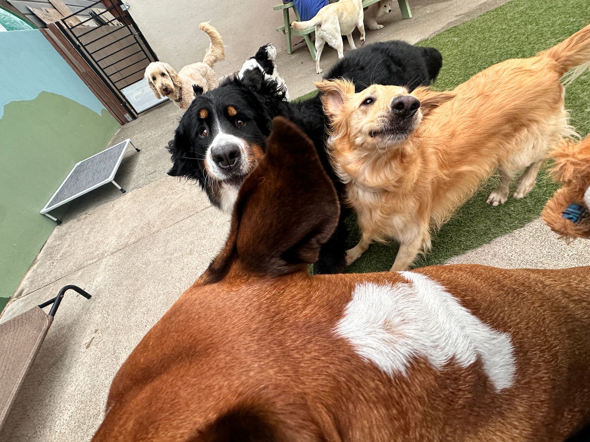 A group of dogs are standing around a brown dog.