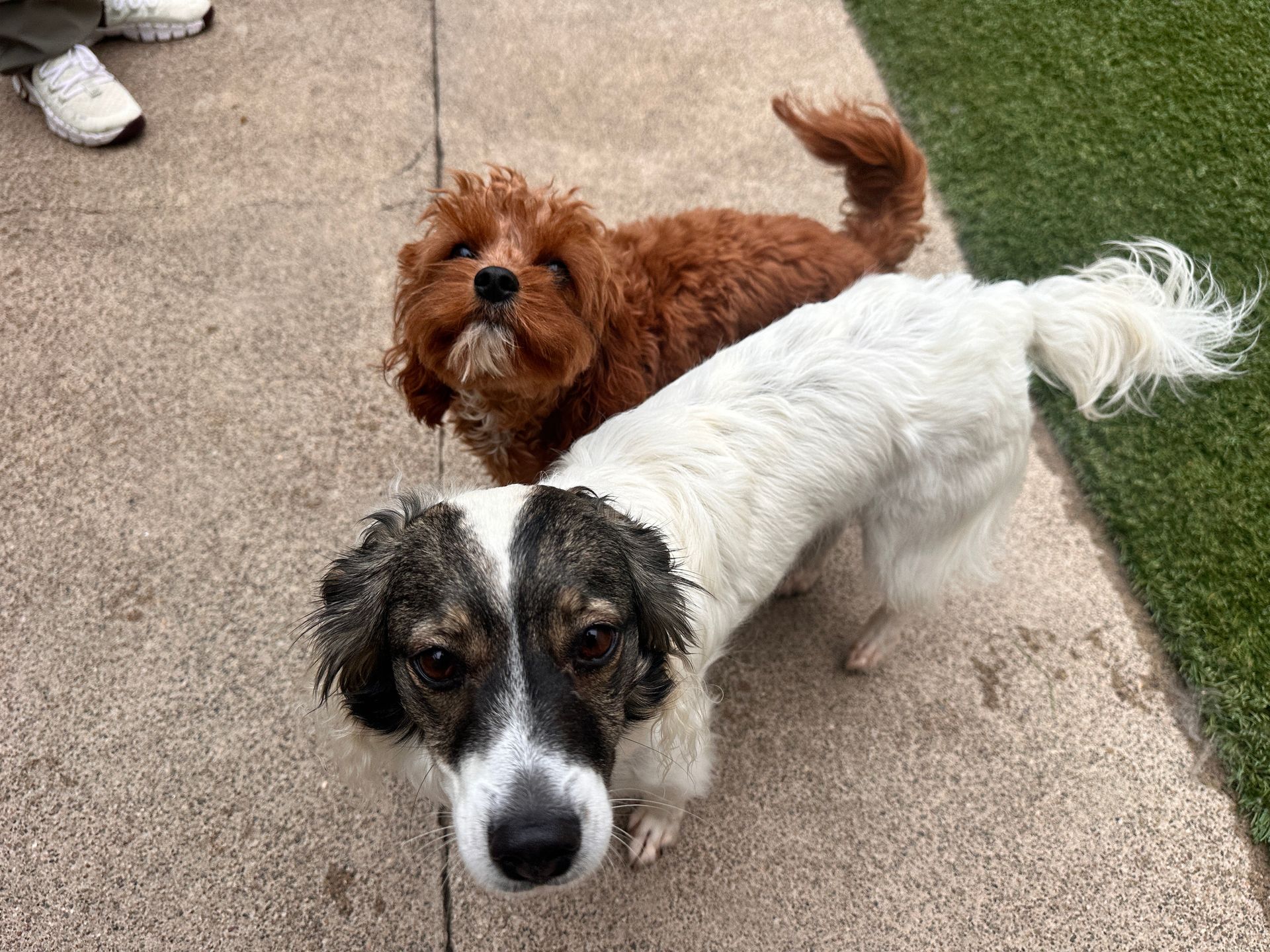 Two dogs are standing next to each other on a sidewalk.