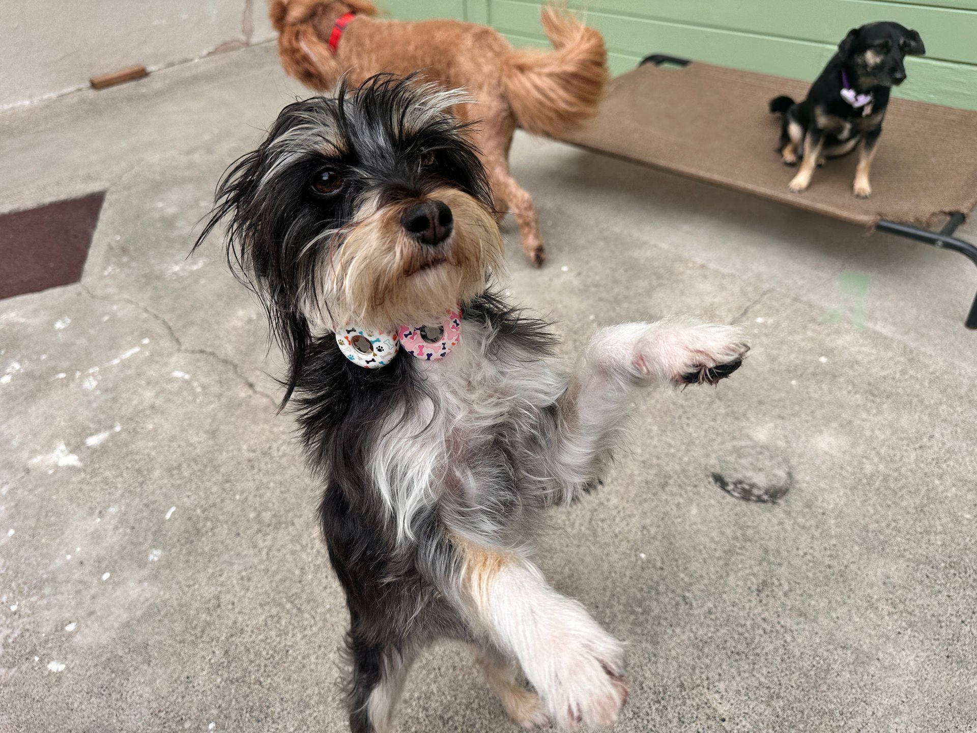 A small dog is standing on its hind legs in front of two other dogs.