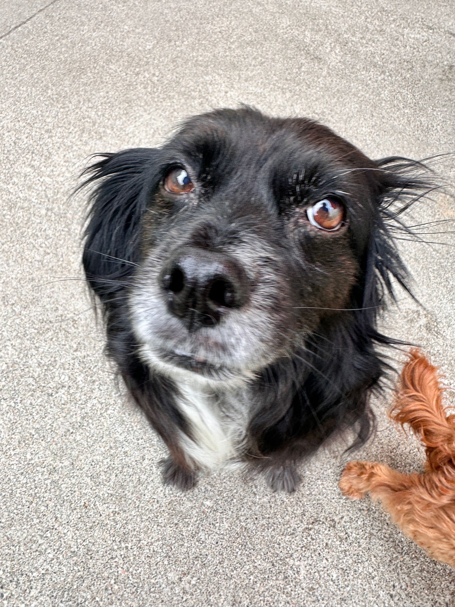 A black and white dog is looking up at the camera.