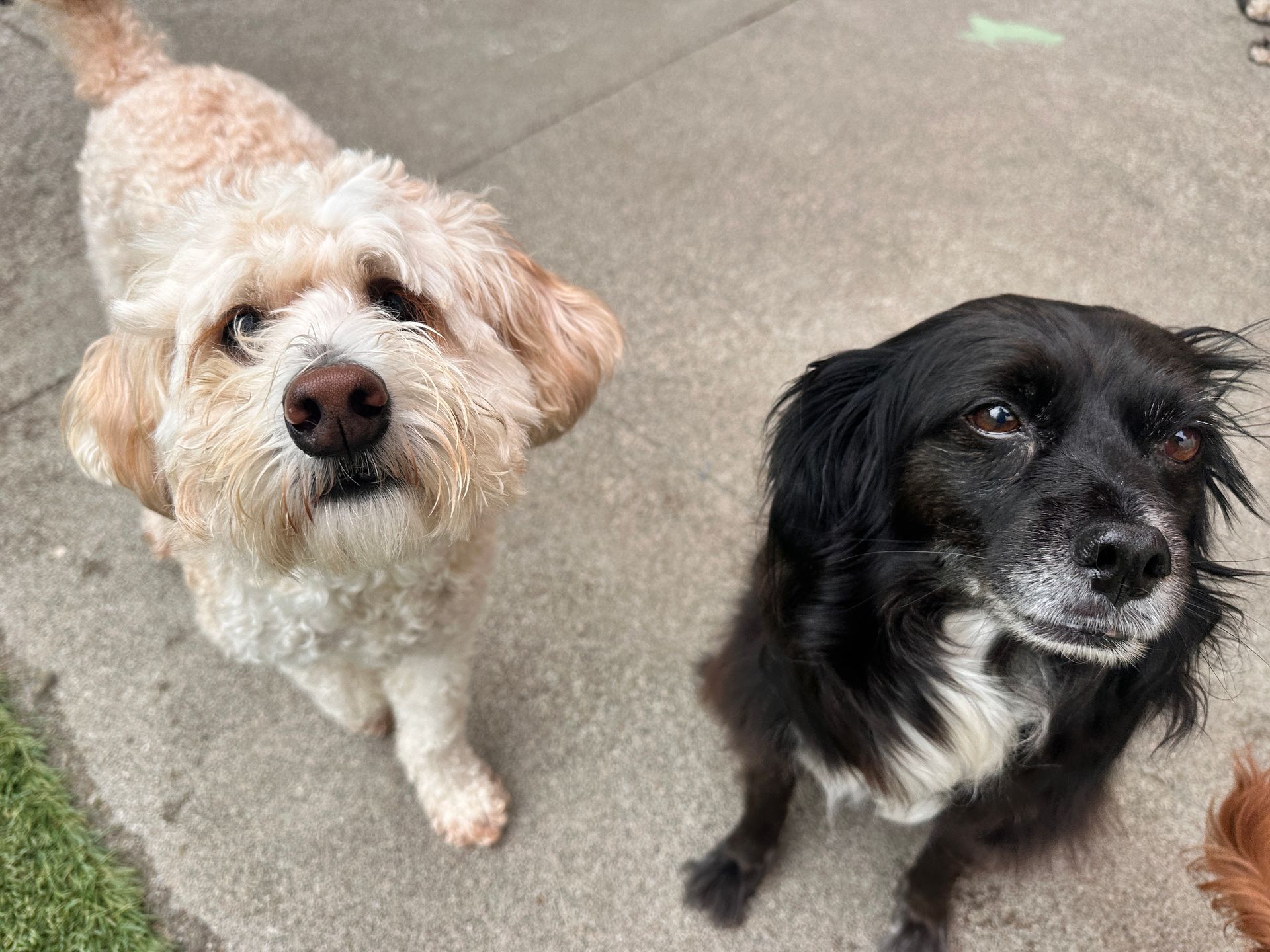 Two dogs are looking up at the camera on a sidewalk.