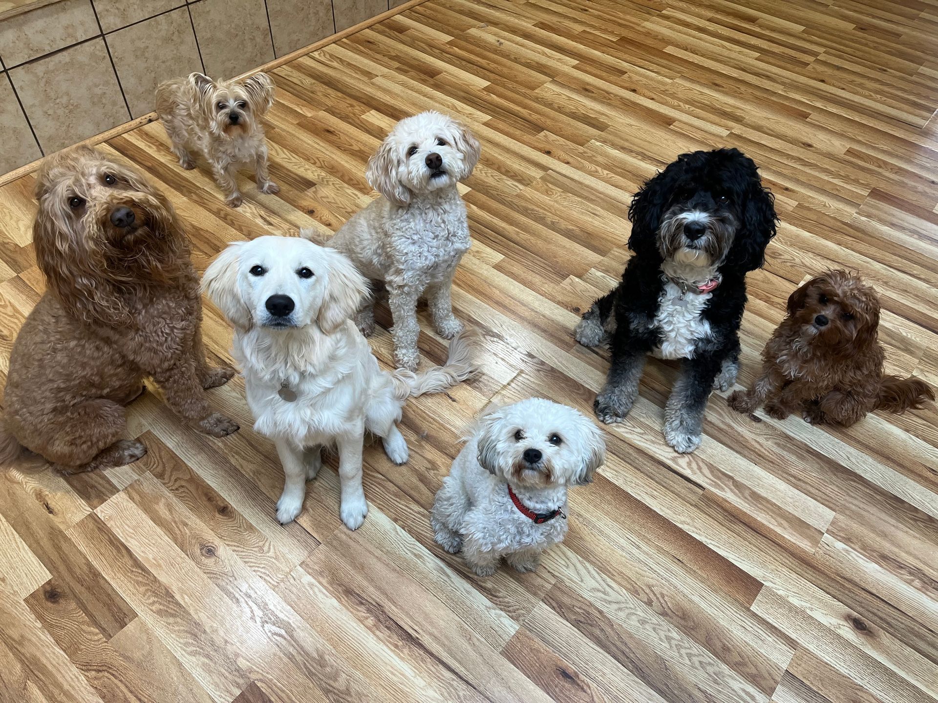 A group of small dogs are sitting on a wooden floor.