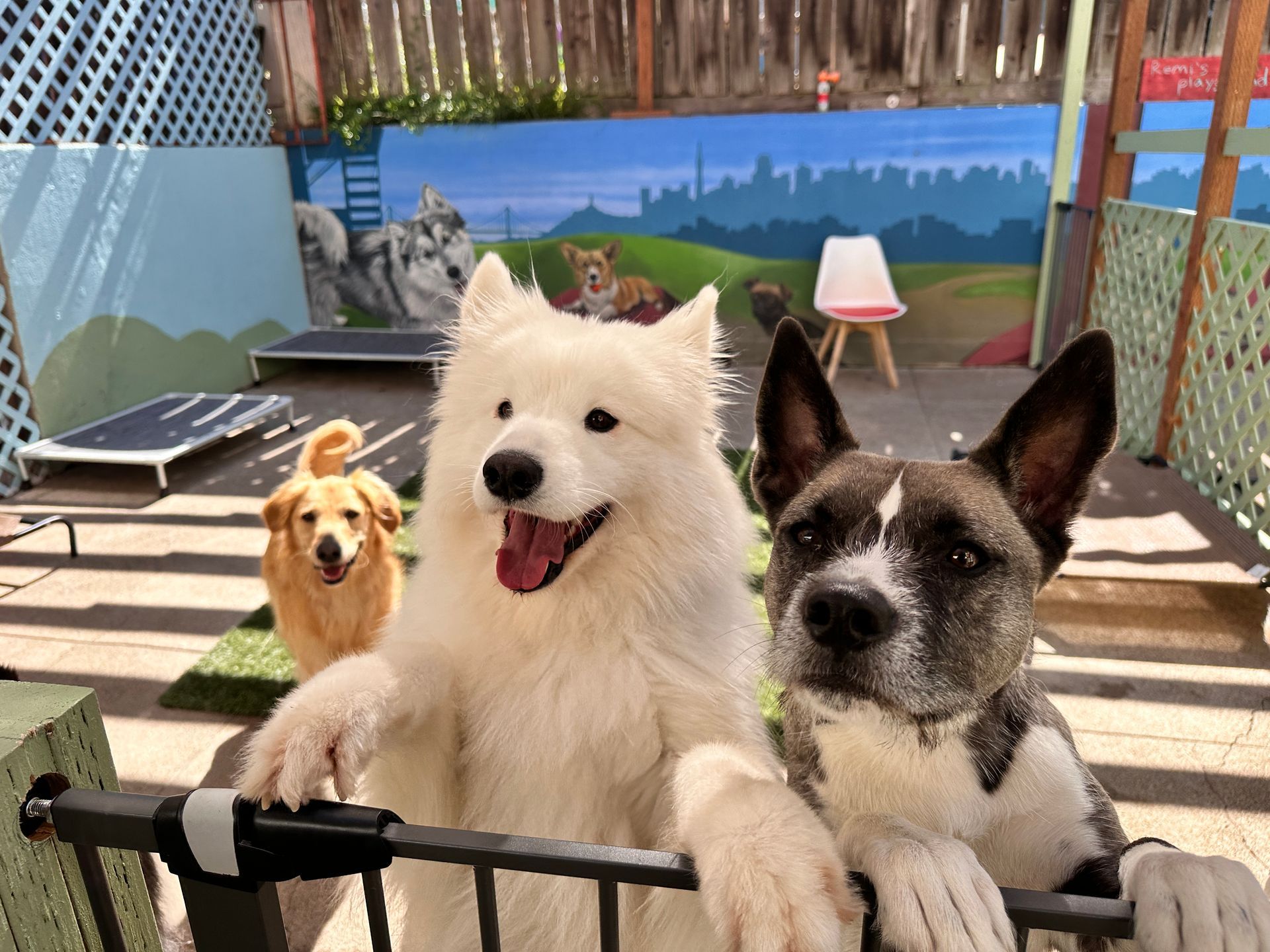 Two dogs are standing next to each other on a fence.