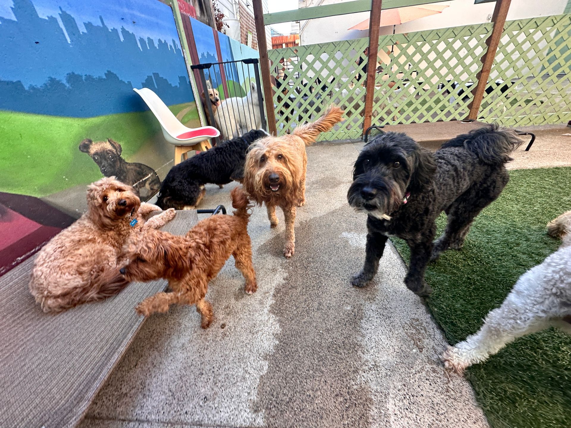 A group of dogs are standing next to each other on a patio.