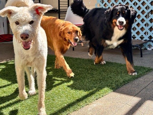 Three dogs: white, golden, and black, on artificial turf. All are smiling and looking forward.
