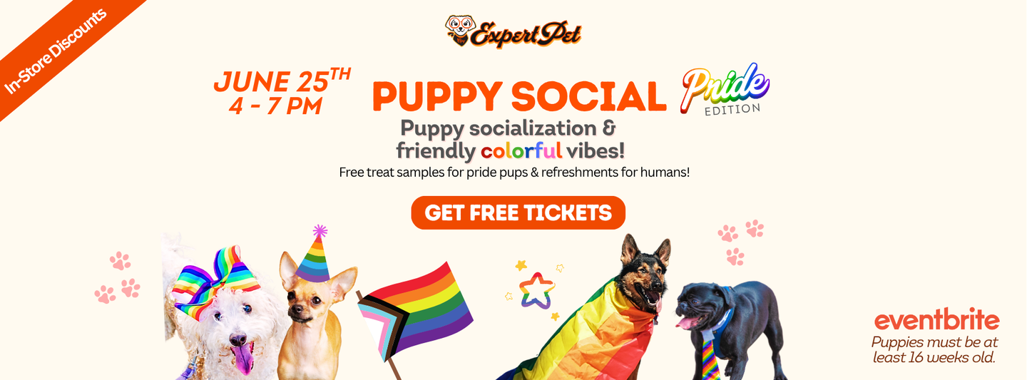 A group of dogs wearing party hats and rainbow flags are standing next to each other.