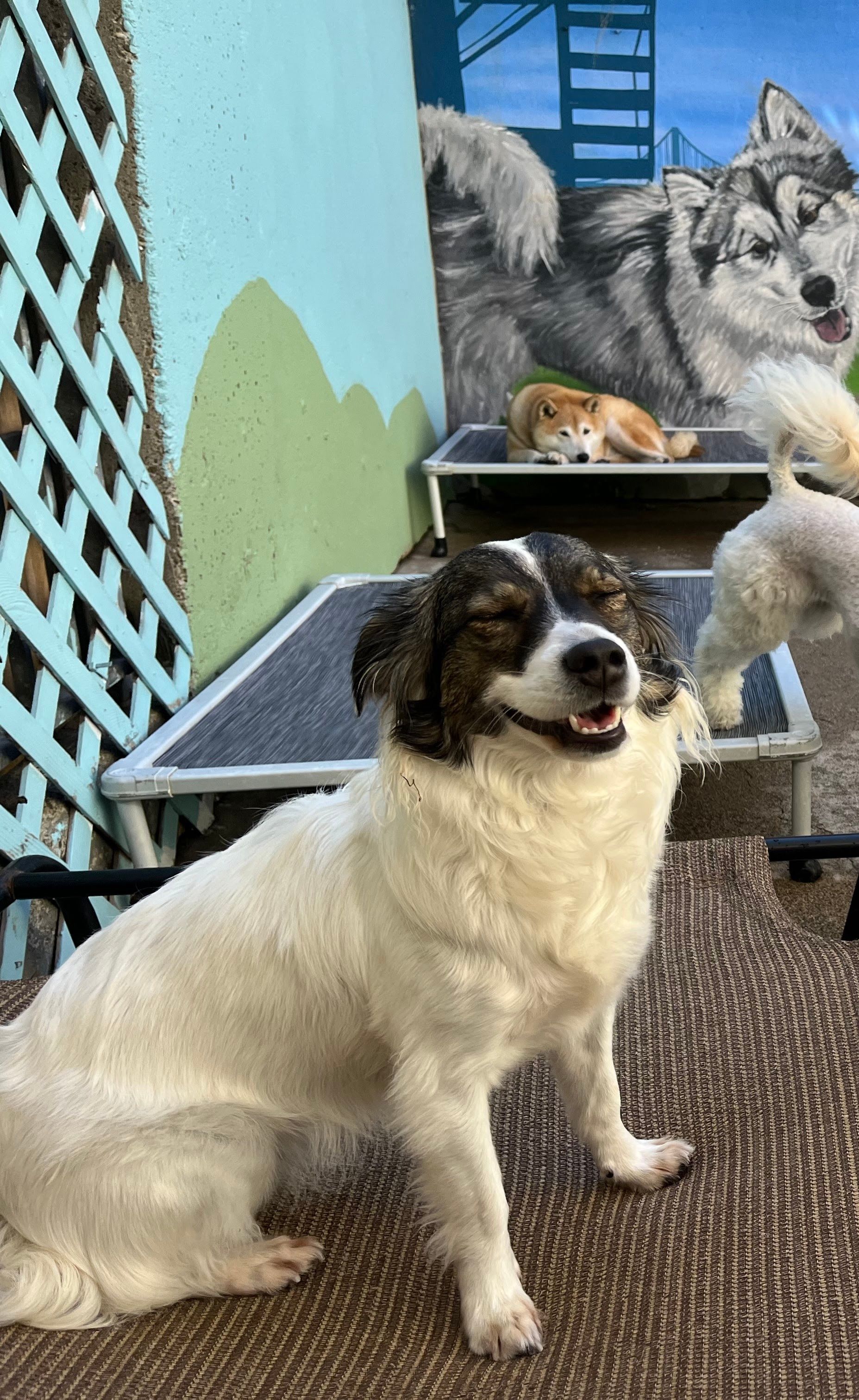A dog is sitting on a carpet in a room with other dogs.
