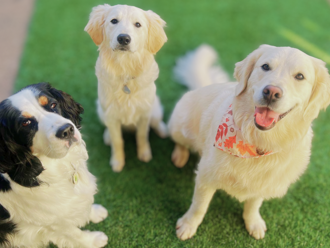 Make dog pals at your next Expert Pet Hotel & Resort in San Francisco Make dog pals at your next Expert Pet Hotel & Resort in San Francisco