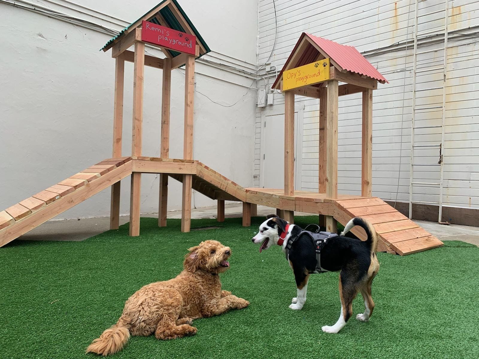 Dogs in the pet playground