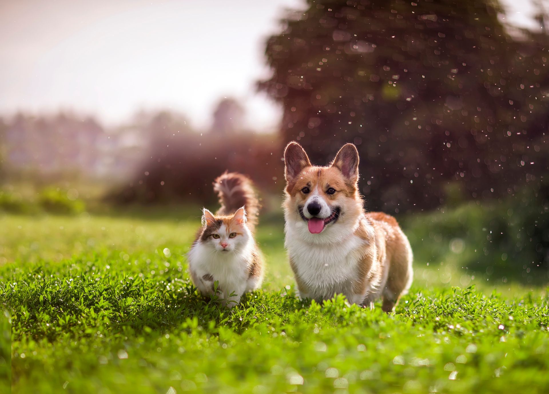 Dog and cat in field
